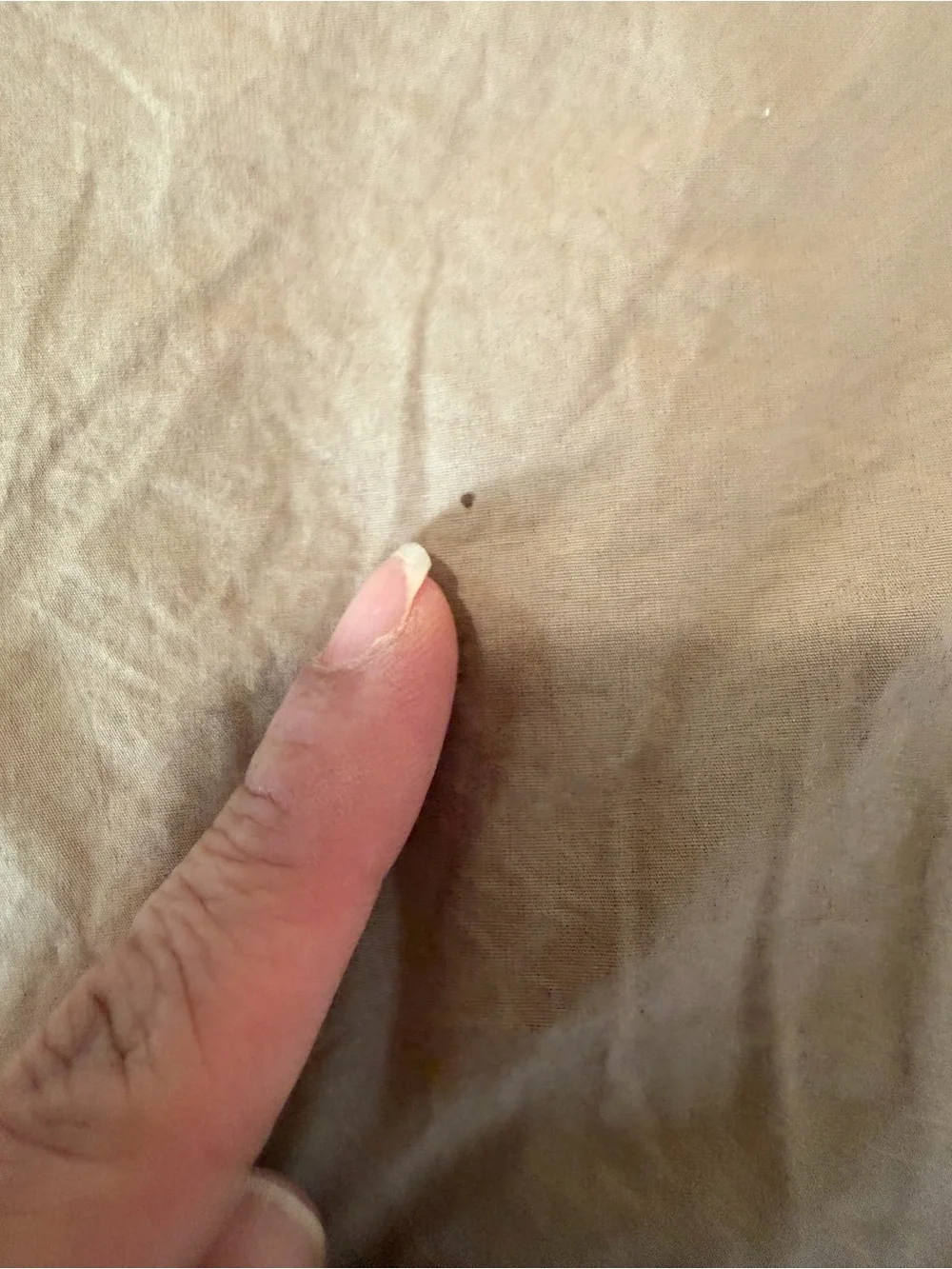 CB2 ORGANIC COTTON PERCALE 400 TC EURO SHAM S/2 SEPIA